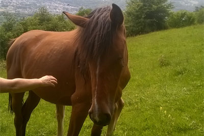 photo cheval en noir et blanc