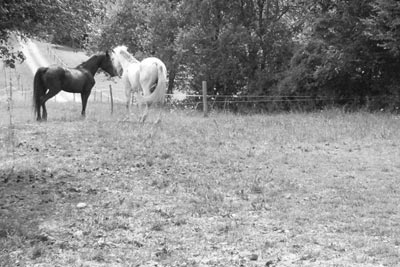 photo cheval en noir et blanc