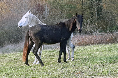 photo du cheval Lhehf al Reg