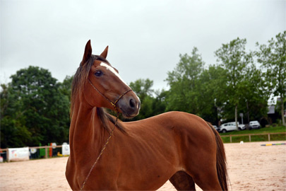 photo de nos chevaux en estive