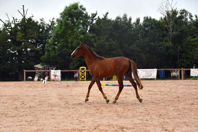 photo de nos chevaux en estive