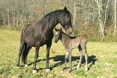 photo du cheval Aeragon al Reg