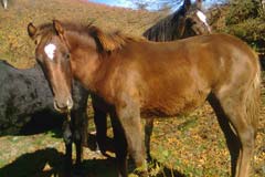 photo du cheval Fleya al Reg