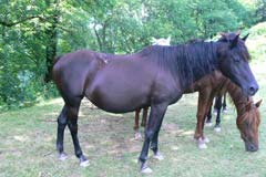 photo du cheval Felindra al Chatan