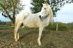 photo du cheval Felzina al Chatan