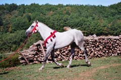 photo du cheval Ghaleb des Fougères