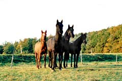 photo des chevaux  Mgoun Al Reg, Janus Al Reg, Liakout Al Reg, Mnem Al Reg