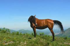 photo du cheval Dharam al Reg