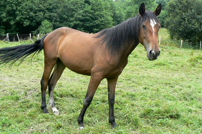 photo du cheval Samira