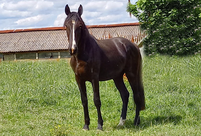 photo du cheval Mouhv al Reg
