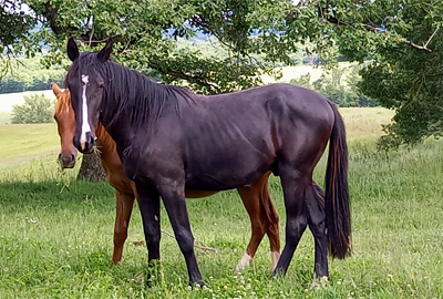 photo du cheval Mouhv al Reg
