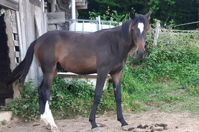 photo du poulain Oshu Oran al Reg