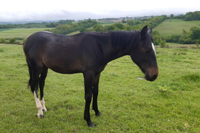 photo du poulain Oshu Oran al Reg