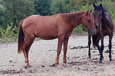 photo de Pahx al Reg