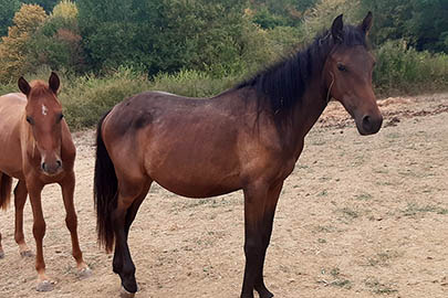 photo de Prhavda al Reg