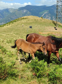 photo du poulain Prhavda al Reg
