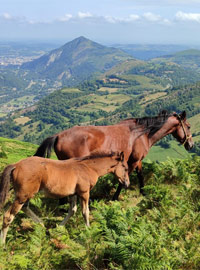 photo du poulain Prhavda al Reg
