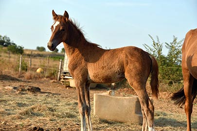 photo de Qahtoun al Reg