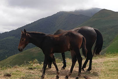 photo de Qchoeur al Reg