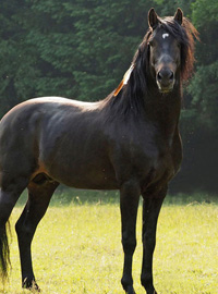 photo du cheval Sef el Aamour