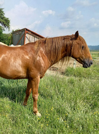 photo du cheval Usama d'Uranie