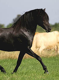 photo du cheval Yusafir